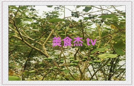 美食杰 tv